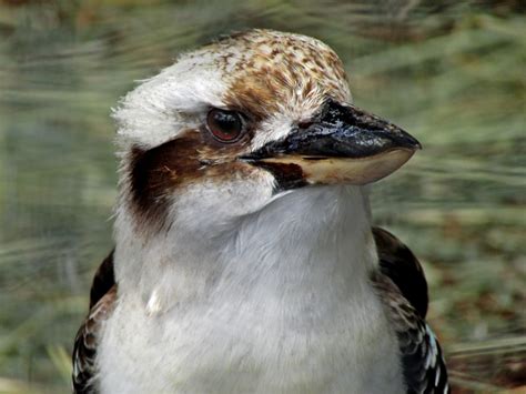 Kookaburra Bird Australia - Free photo on Pixabay - Pixabay