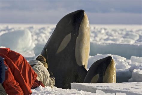 Frozen Planet Bbc One Tv Reviews News Interviews The Arts Desk