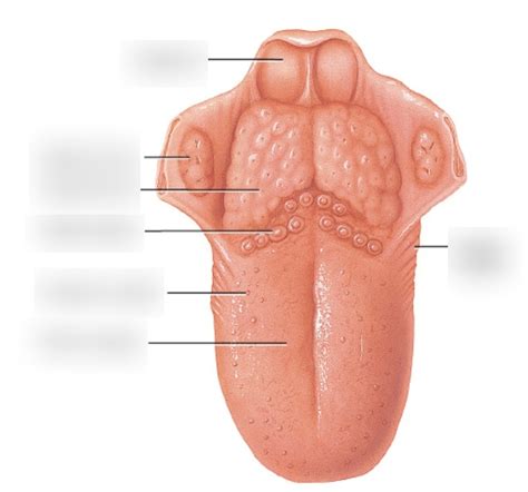 dorsum of tongue Diagram | Quizlet