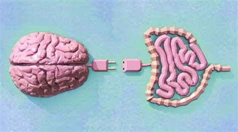 Relación entre la microbiota intestinal el cerebro y la adicción