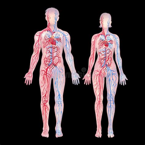 Illustration Showing Human Circulatory System With Red Arteries And