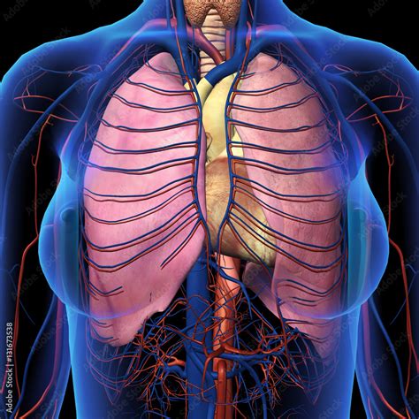 woman anatomy chest