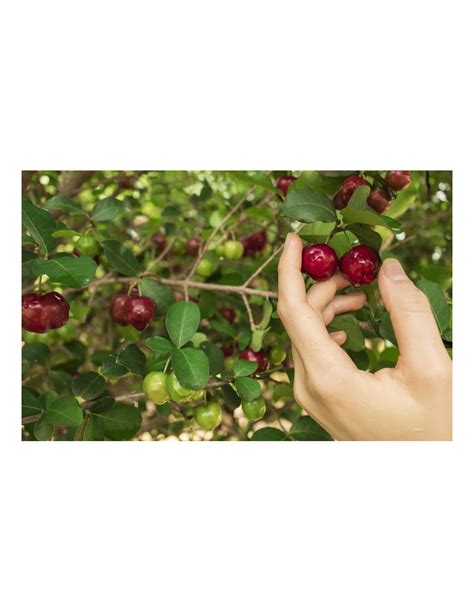 Acerola Cherry Malpighia Emarginata Barbados Cherry Rare Fruit