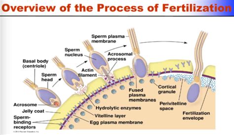 Chapter 3 Embryogenesis And Development Flashcards Quizlet