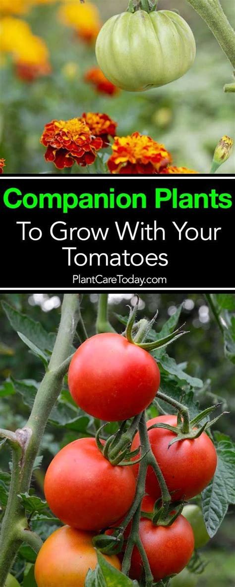 12 Companion Plants To Grow With Your Tomatoes Containergardeningideas