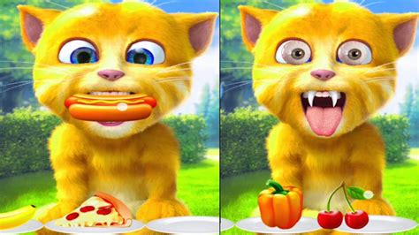 New Talking Ginger Eating Video 🌶️🍓🍎🍒 Talking Ginger Cat Eating