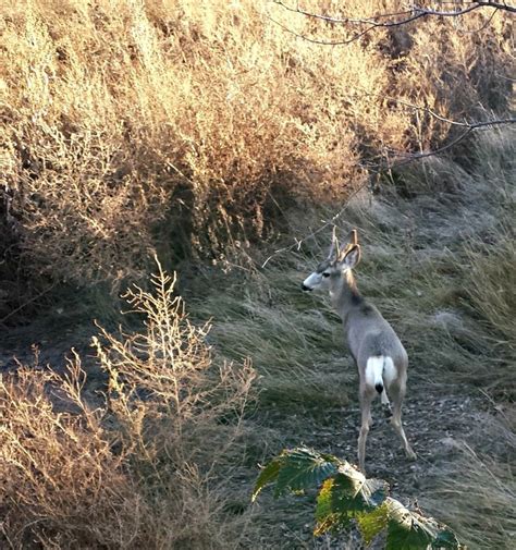 A Wish Fulfilled Mule Deer Hunting In Kansas Harvesting Nature