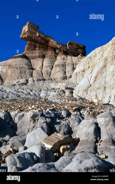 Petrified Trunks Blue Mesa Petrified Forest National Park Arizona