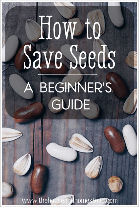 How To Save Seeds Seed Saving For Beginners