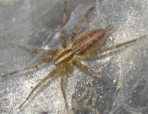 Funnel Webgrass Spider Agelenopsis Bugguidenet