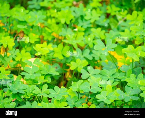 Four Leaf Clover Field Hi Res Stock Photography And Images Alamy