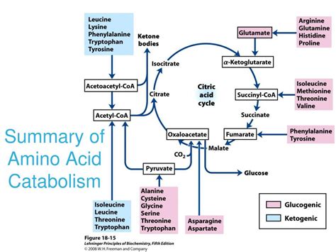 Ppt Chapter 18 Amino Acid Oxidation Production Of Urea Powerpoint Presentation Id 1292883