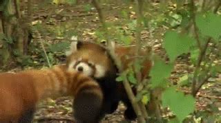 red panda gifs | WiffleGif