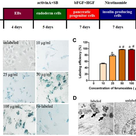 Spio Labeling Of Insulin Producing Cells From Esc A A Schematic