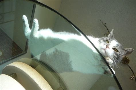 16 Hilarious Pictures Of Cats Sitting On A Glass Table