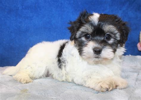 Coton De Tulear Puppies For Sale - Long Island Puppies