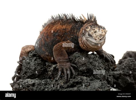 Una Iguana Marina De Gal Pagos Amblyrhynchus Cristatus Fotograf A De