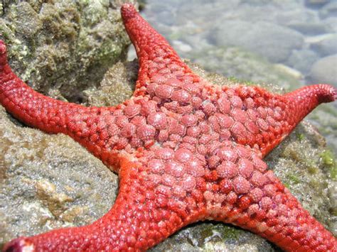 Free Red starfish Stock Photo - FreeImages.com