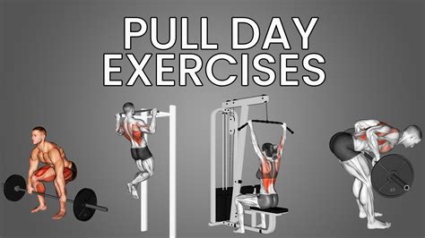 Pull Day Exercises Biceps Back And Posterior Deltoids Inspire US