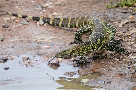The Nile Monitor Lizard Showing The Photograph by Volanthevist - Pixels
