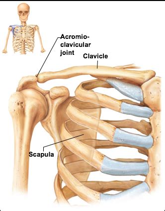 A P 1 Chapter 7 Skeletal System The Appendicular Skeleton Exam 2