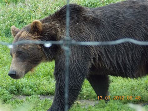 Stephen's Alaska Trip: Alaska Wildlife Conservation Center