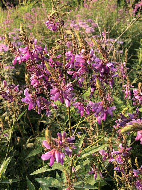 Wisconsin Wildflower | Showy Tick Trefoil | Desmodium canadense