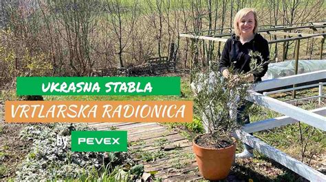 Ukrasna Stabla U Teglama Vrtlarska Radionica By Pevex YouTube