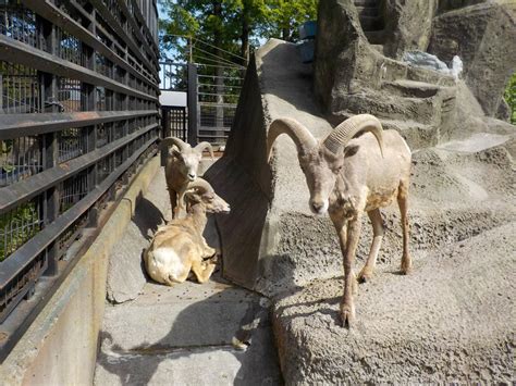 恋の季節が近づいてきましたオオきなツノのヒツジの日記｜ブログ金沢動物園公式サイト｜公益財団法人 横浜市緑の協会