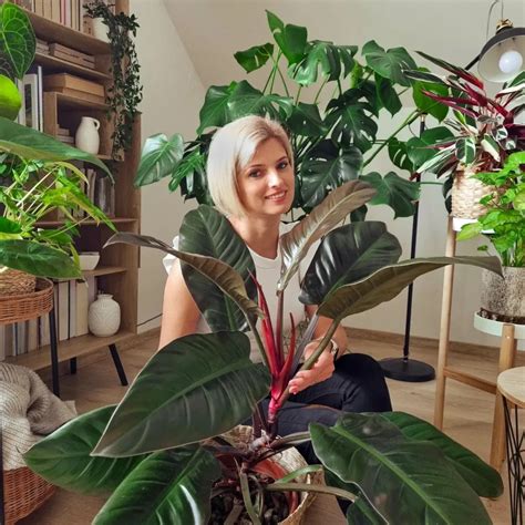 Imperial Red Philodendron Care Tips