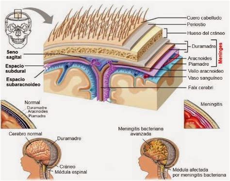 Biopsicología sistémica Meninges y meningitis Maqueta del sistema