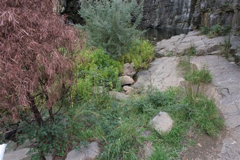 First Falls History Friends Of Black Hill Morialta