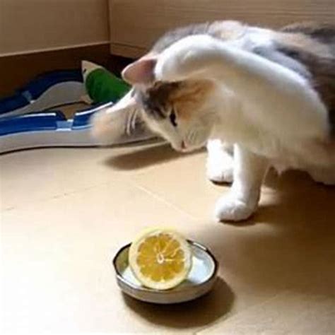 Is it true cats dont like citrus? - DIY Seattle