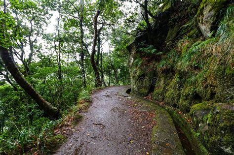 Viewpoint Vereda Dos Balcoe Madeira Stock Photo Image Of Portugal