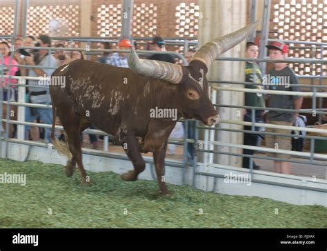 Hutchinson Kansas Usa 19th September 2015 The Watusi Beef Cattle