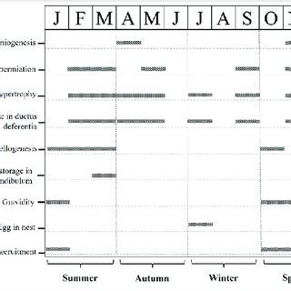 Histology Of The Reproductive Tract Of Female Atractus Zebrinus A