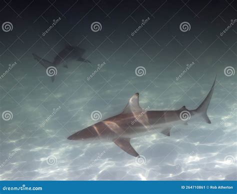 A Blacktip Shark (Carcharhinus Limbatus) in Bimini Stock Image - Image of shark, animal: 264710861