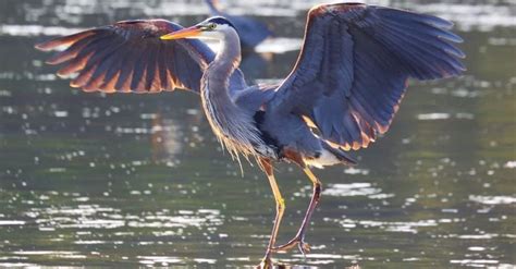 What Do Great Blue Herons Eat 15 Foods In Their Diet A Z Animals