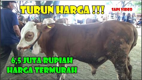 Termurah 6 5 Juta Update Harga Sapi Bakalan Jantan Terbaru Pasar