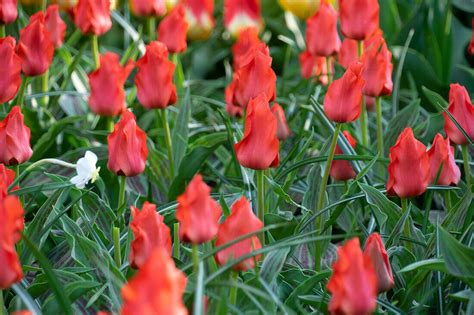 Tulpe Tulipa Red Riding Hood Bild Kaufen 13704792