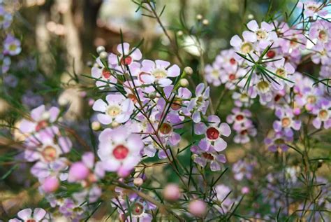 Buy Chamelaucium Uncinatum Plants Free Shipping Over 150