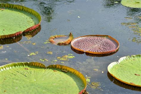 Victoria Regia Water Lily Leaf Stock Photo - Image of floating, lily ...