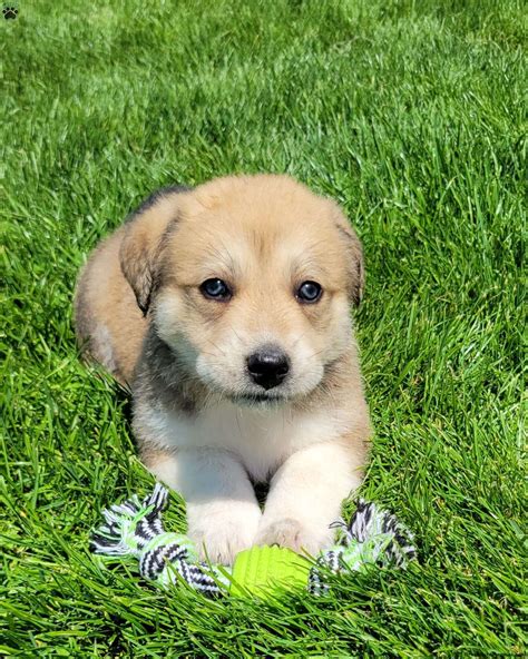 Great Pyrenees Mix Puppies For Sale | Greenfield Puppies