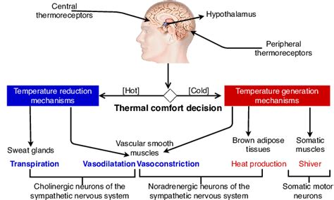 Body Temperature Regulation