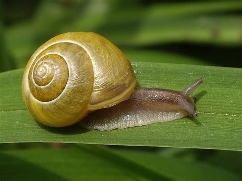 snail - 1000 Awesome Things