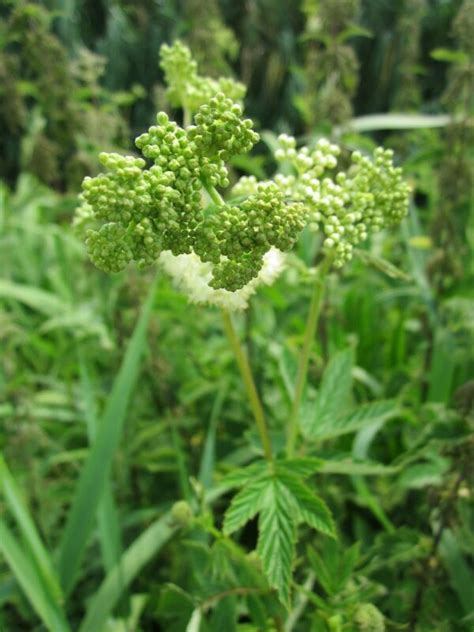 Reine Des Pr S Filipendula Ulmaria