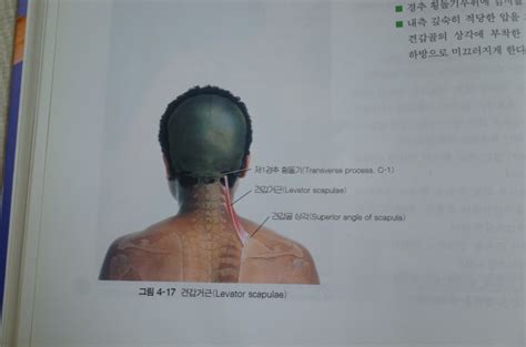 어깨테이핑 통증 오십견 방지 간단하게 할수있는 방법 네이버 블로그