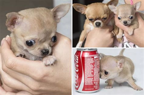 Meet Toudi the world's tiniest chihuahua who is smaller than a can of ...