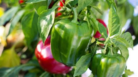 Paprika auf dem Balkon anbauen Gemüse Balkon