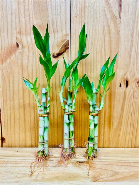 Lucky Bamboo Arrangements 3 Stem 668 - Etsy